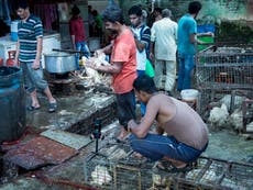 Indian traders ‘risking more viruses with squalid animal slaughter’ 
