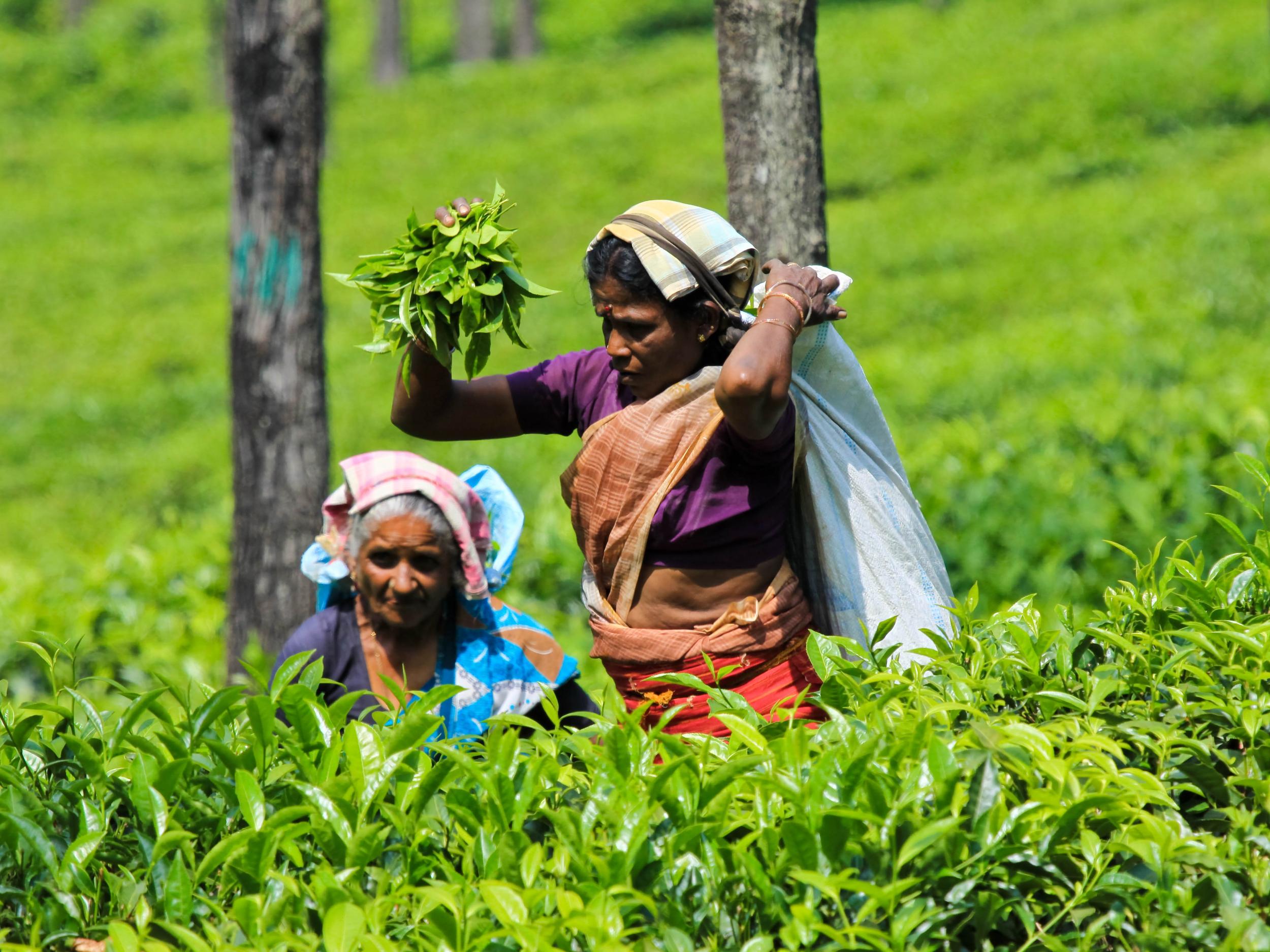 The laborious job of picking tea leaves in India is mainly done by women