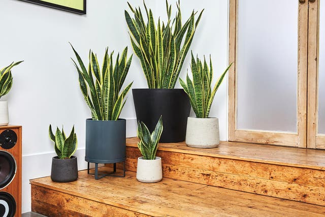 There's plenty of low-maintenance indoor plants to shop with proven psychological benefits