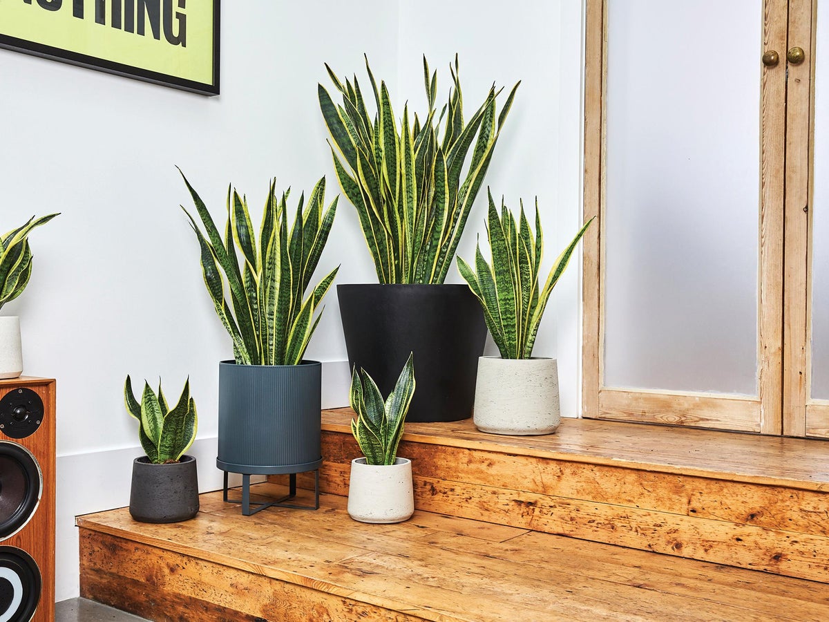 How To Bring Nature Into Your Home With House Plants During Lockdown The Independent