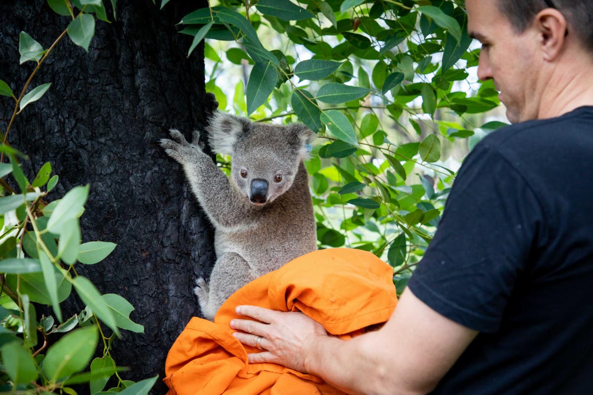 25+ Australia Fires 2019 Koalas PNG