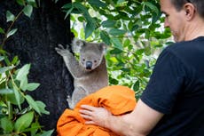 First koalas released back into the wild after Australian bushfires
