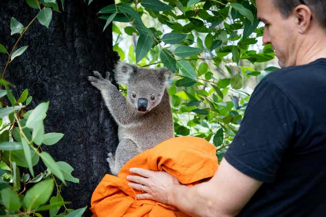 One of the koalas being released into the wild by Port Macquarie Koala Hospital
