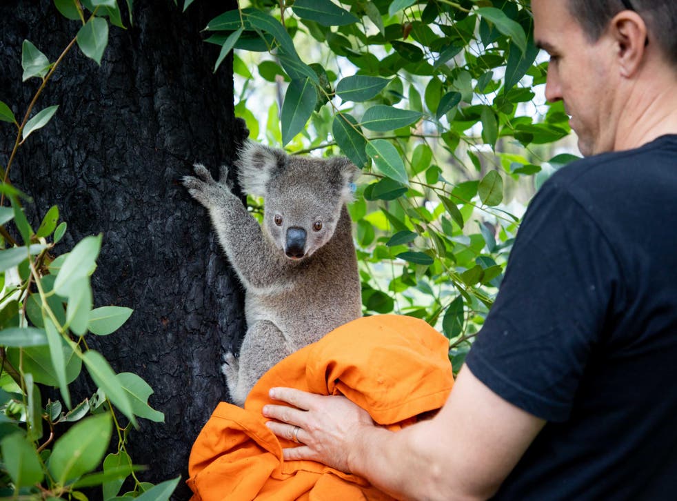 First Koalas Released Back Into The Wild After Australian Bushfires The Independent The Independent First Koalas Released Back Into The Wild After Australian Bushfires The Independent The Independent