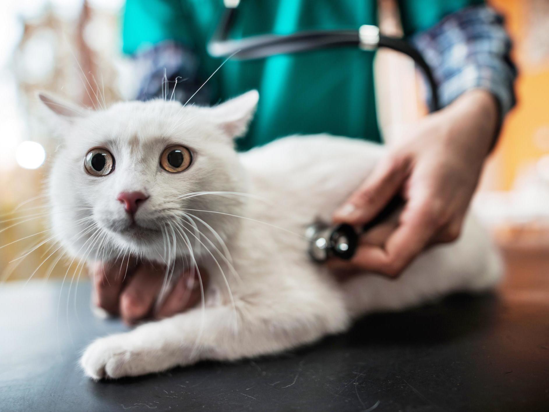 Coronavirus: Cats highly susceptible to infection, study finds