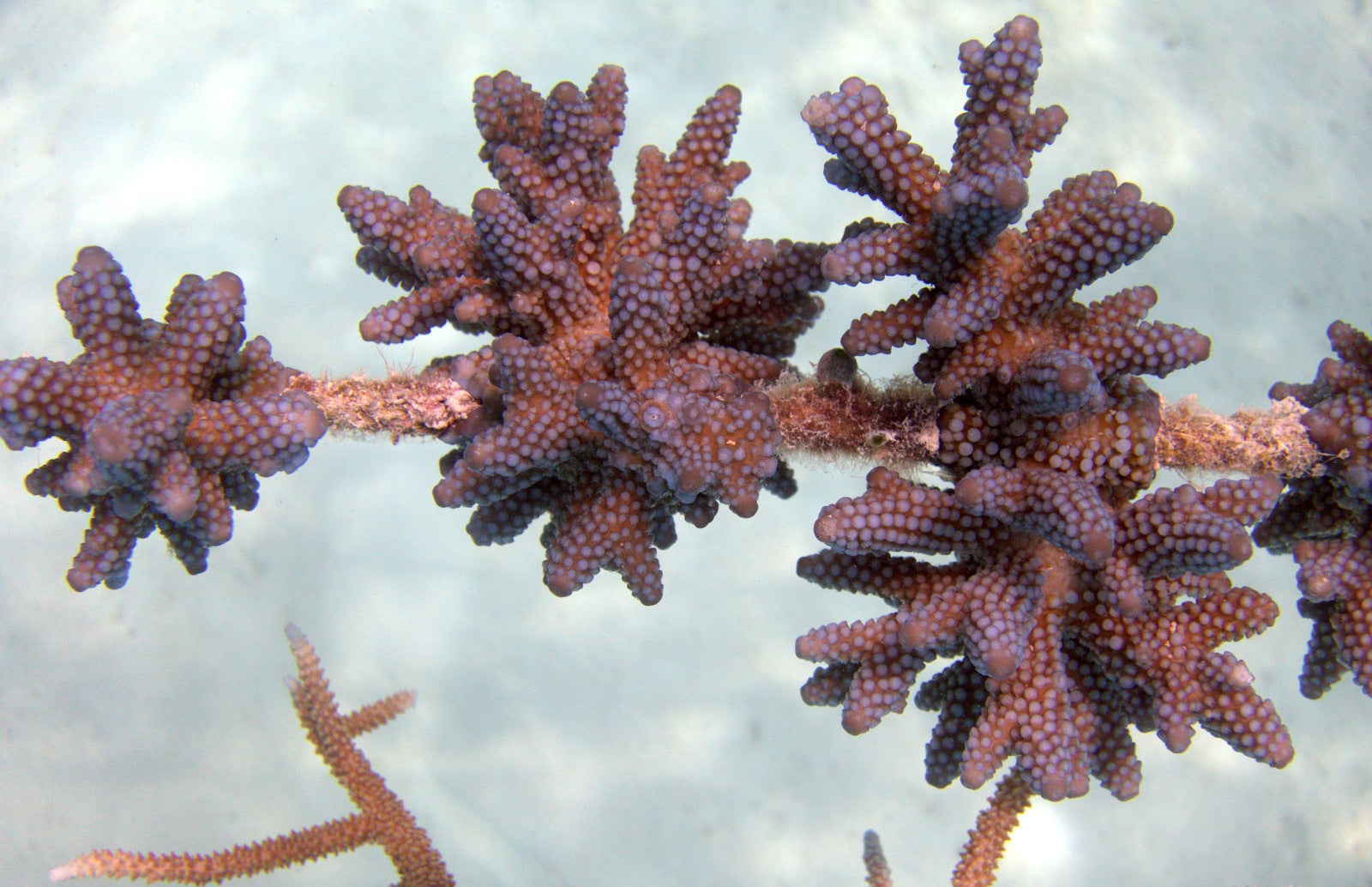 Healthy corals growing at the Maldives project