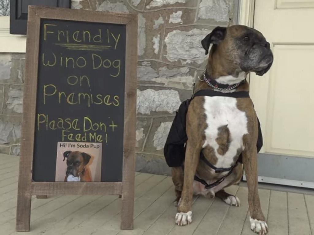 Coronavirus: Dog called ‘Soda Pup’ delivers wine during lockdown