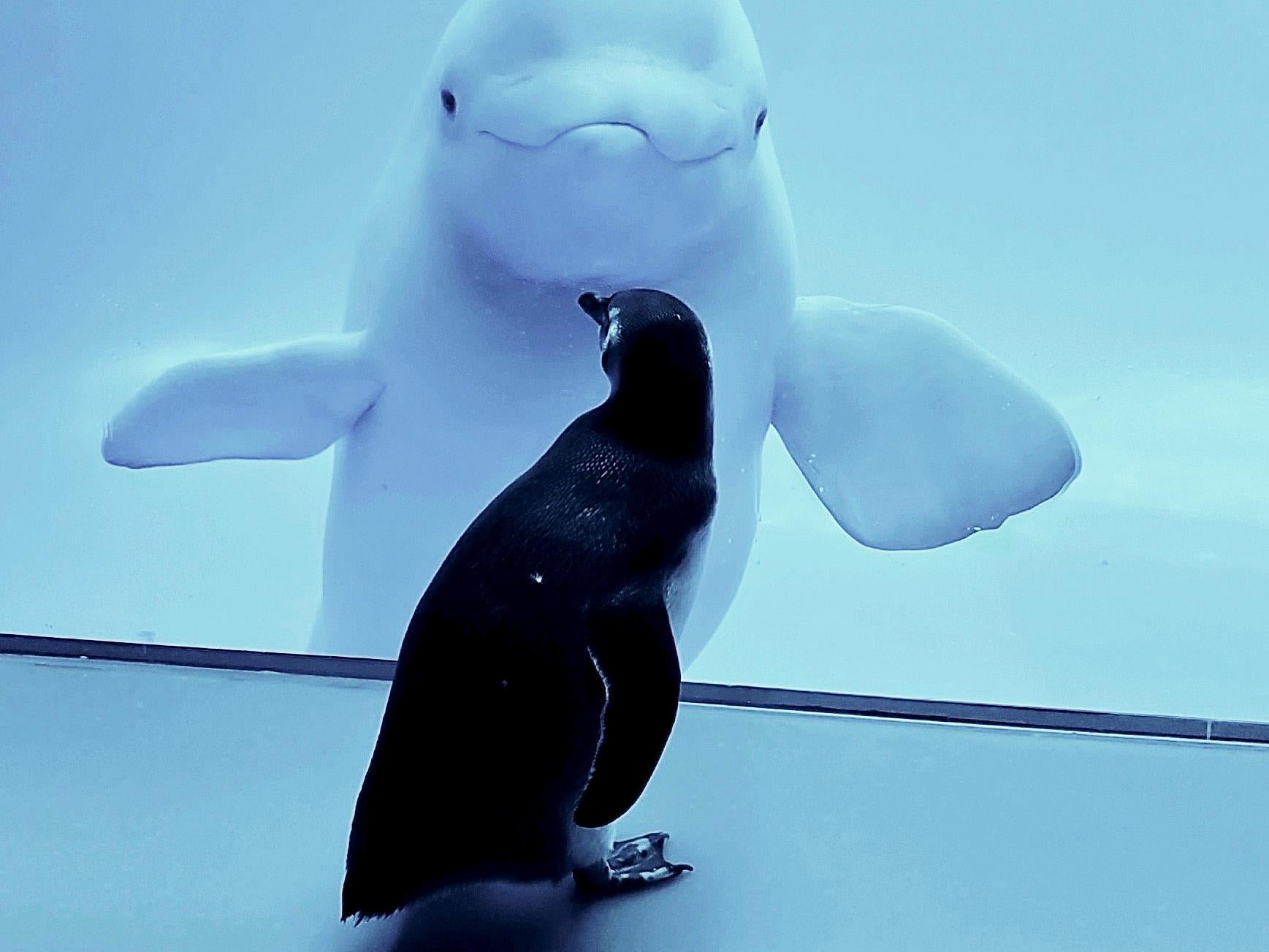 Wellington, a 32-year-old penguin, meets the belugas at Shedd Aquarium in Chicago