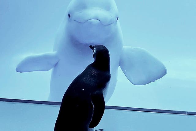 Wellington, a 32-year-old penguin, meets the belugas at Shedd Aquarium in Chicago