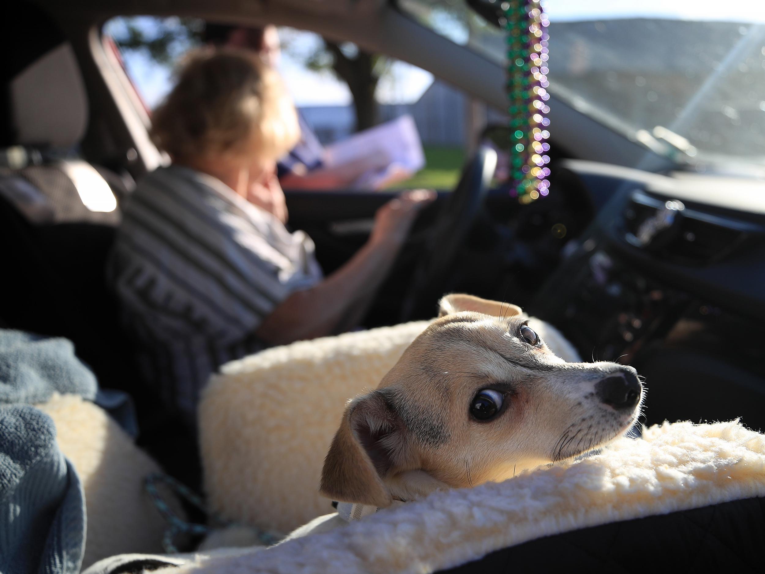 Coronavirus: Record number of pets taken into foster care during lockdown