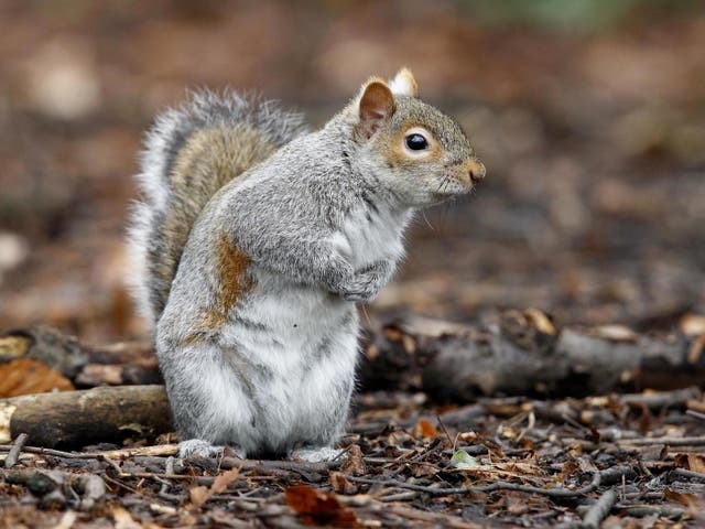 Scientists are calling on conservationists to take the "charisma" of invasive species such as the grey squirrel into consideration when managing the biological threat posed by them.