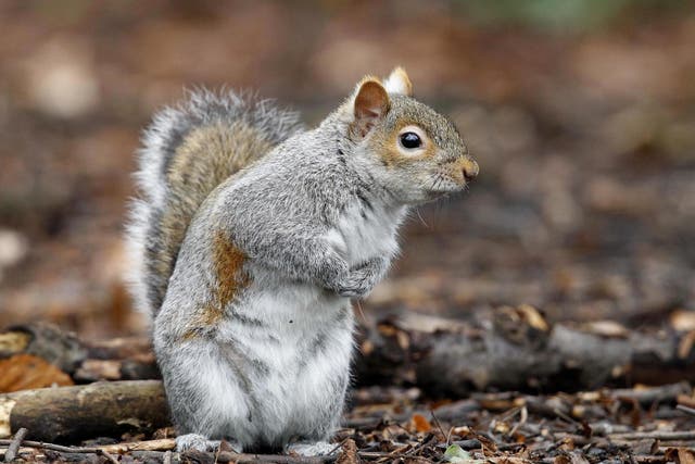 Scientists are calling on conservationists to take the "charisma" of invasive species such as the grey squirrel into consideration when managing the biological threat posed by them.
