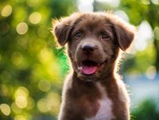 Kennel Club warns people against 'impulse' buying pets amid lockdown