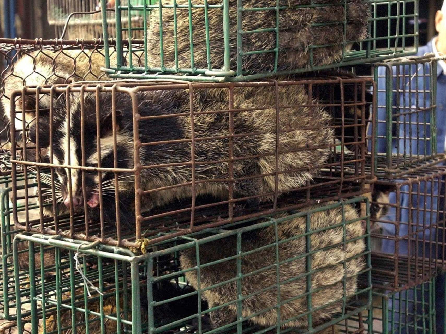 Caged civet cats in Guangdong, China: wildlife markets such as this one take place all over the world