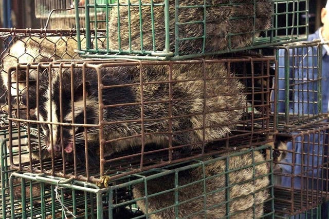 Caged civet cats in Guangdong, China: wildlife markets such as this one take place all over the world