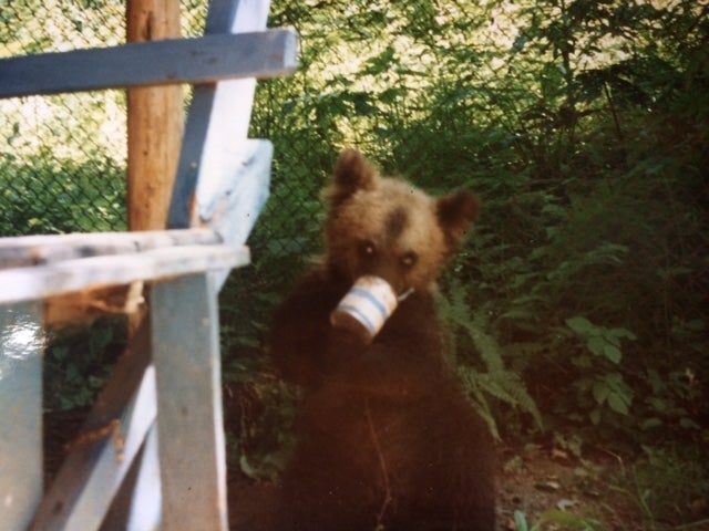 Bearing up: Misha the cub in Siberia