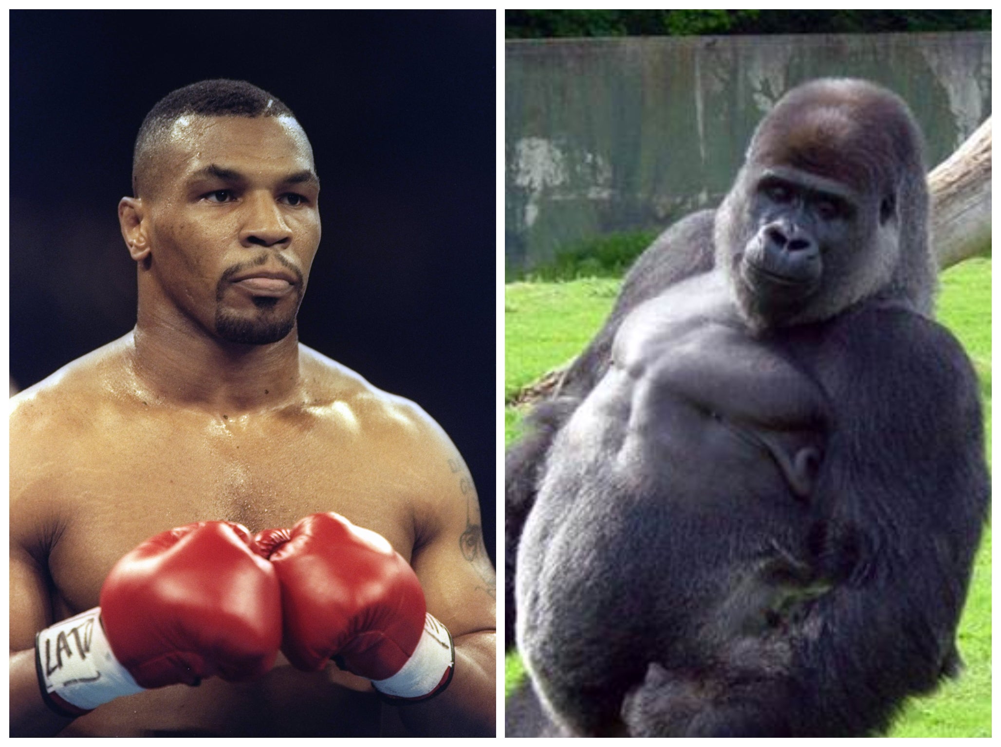 Mike Tyson once wanted to fight a gorilla