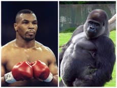 Tyson admits he once offered a zookeeper $10k to fight a gorilla