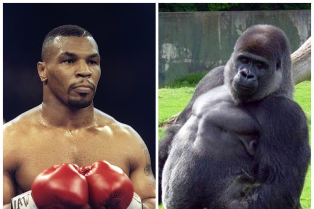 Mike Tyson once wanted to fight a gorilla
