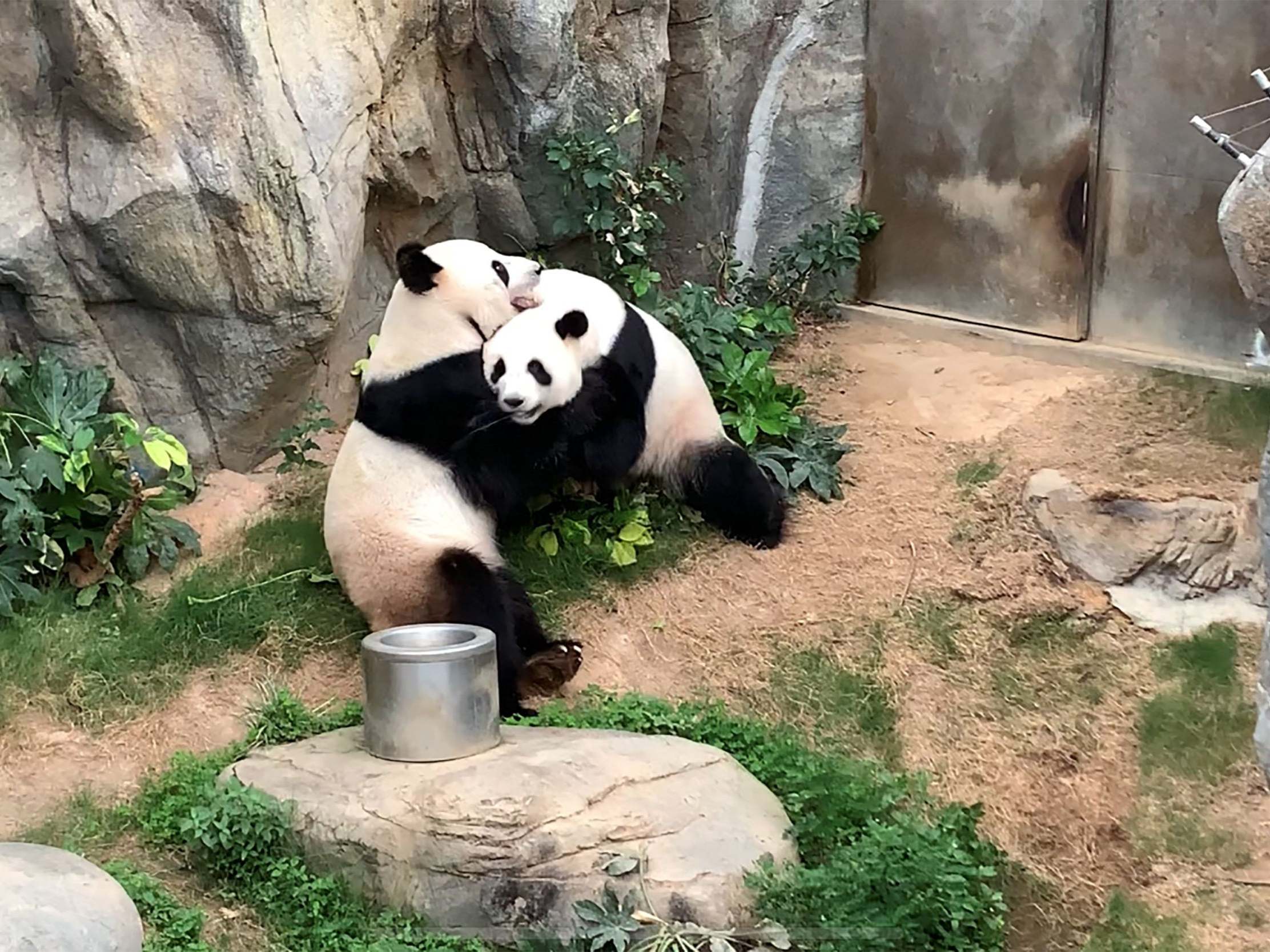 Giant pandas Ying Ying and Le Le have finally mated after ten years at Ocean Park in Hong Kong