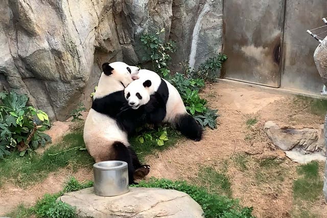 Giant pandas Ying Ying and Le Le have finally mated after ten years at Ocean Park in Hong Kong