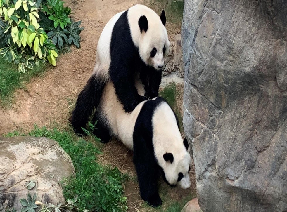 Coronavirus: Pandas in Hong Kong zoo seen mating for first time in 10