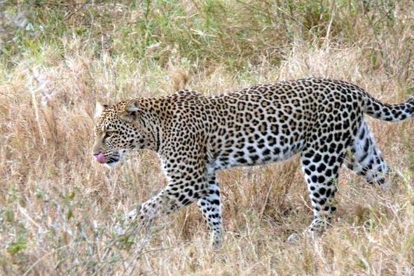 In the past, camera traps could only identify individual animals with distinct markings, like this African leopard