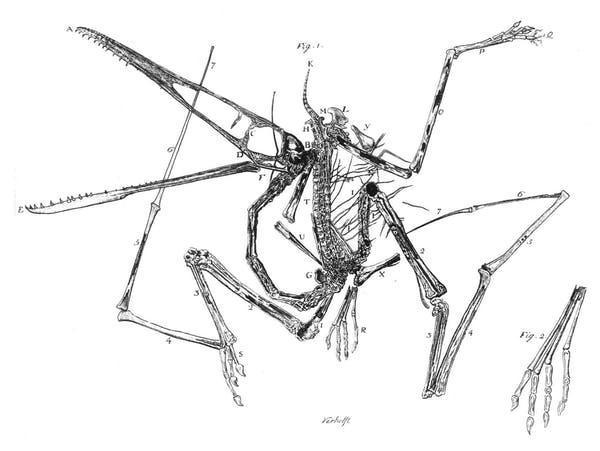 Fossils show that specific lifeforms can cease to exist (Cosimo A Collini)