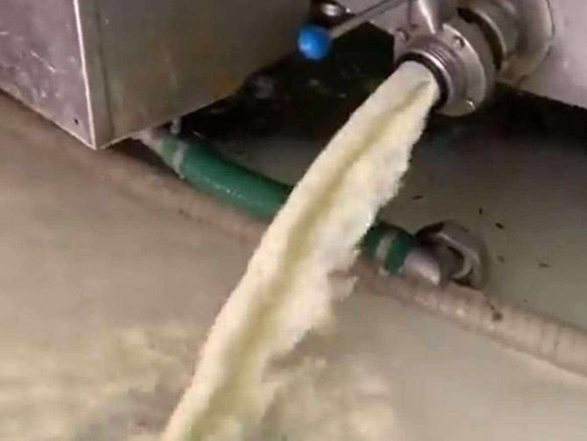 Coronavirus Dairy farmers throwing thousands of litres of milk away as demand dries up in