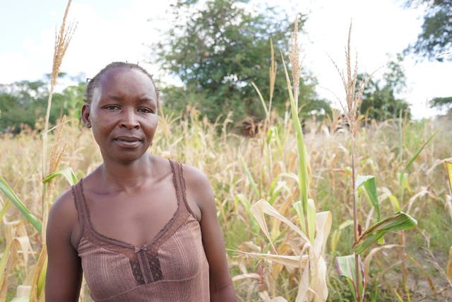 Rebecca’s maize crop is already struggling due to drought