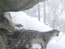 Snow leopard calls out to mark territory in 'extremely rare' footage