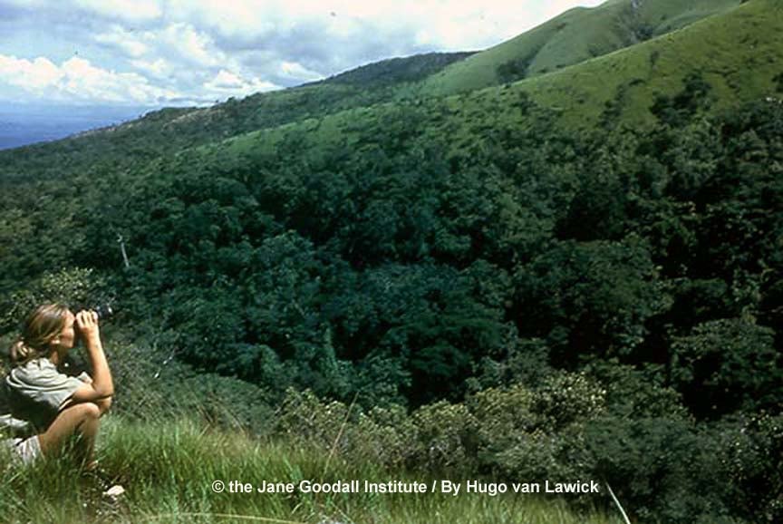 Jane Goodall looks for chimpanzees during her early work in Tanzania (The Jane Goodall Institute)