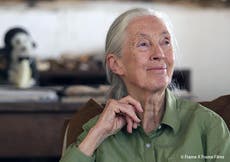 Jane Goodall calls for global ban on wildlife trade and end to ‘destructive and greedy period of human history’