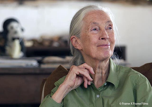 Dr Jane Goodall in Gombe, Tanzania
