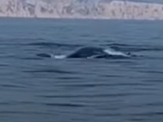 The fin whales were filmed frolicking in waters they never normally approach