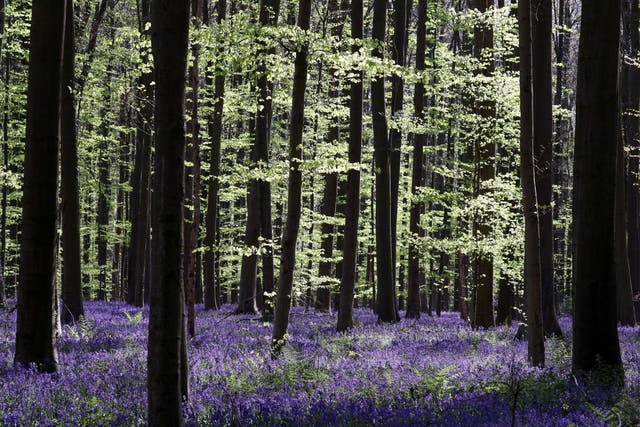 Wild bluebells in the Hallerbos, also known as the "Blue Forest", Belgium