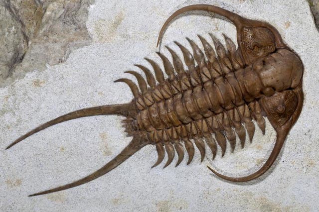A trilobite fossil from the Ordovician period