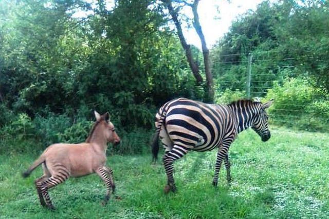 The zonkey was fathered by an "amorous donkey" after its mother strayed out of the national park where she lived