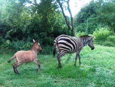 Rare zonkey born after ‘wayward zebra’ meets ‘amorous donkey’