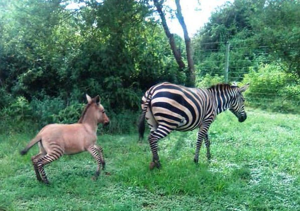 Rare zonkey born after 'wayward zebra' meets 'amorous donkey ...