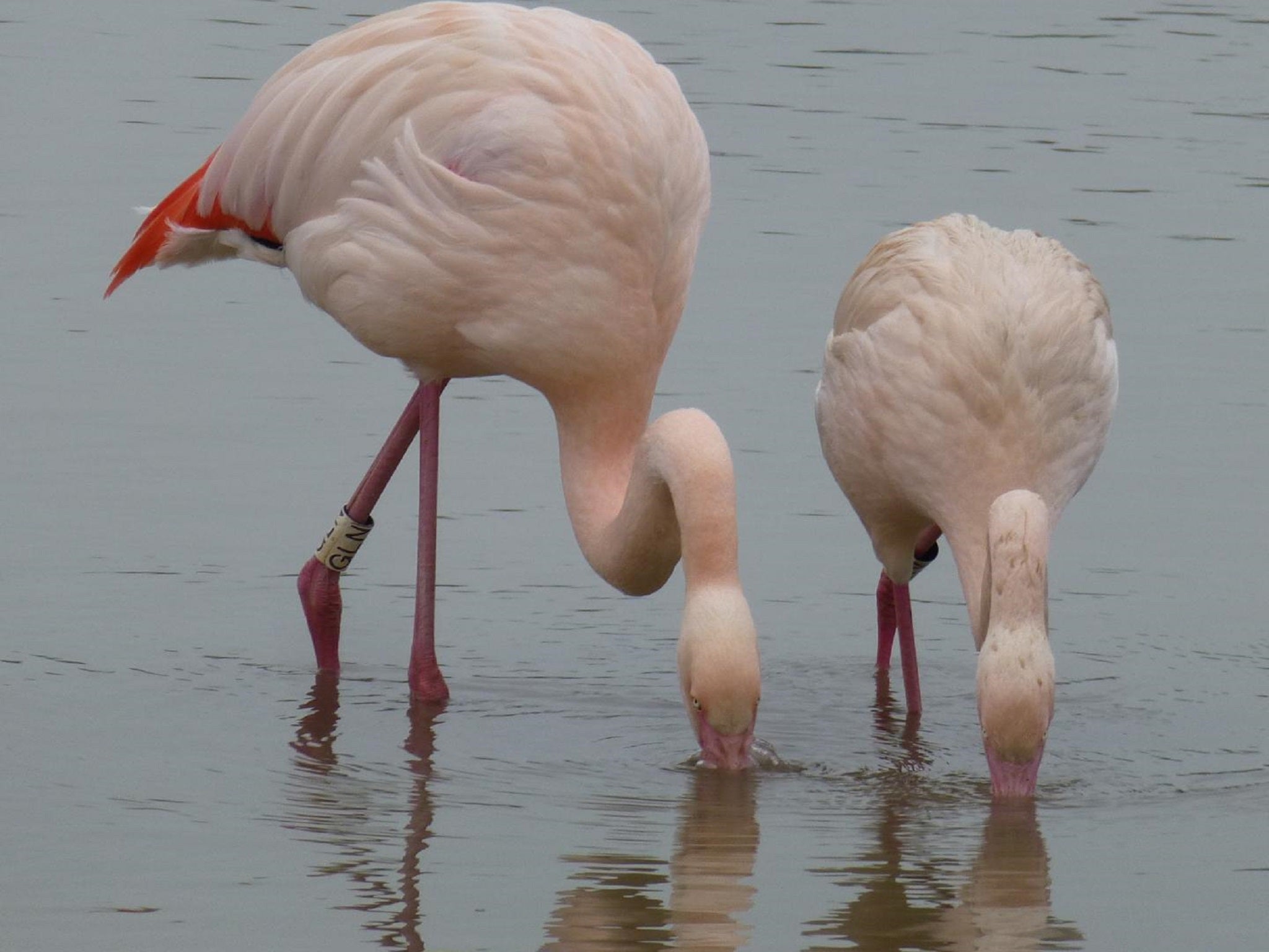 Flamingos Form Lasting Friendships And Choose To Hang Out With
