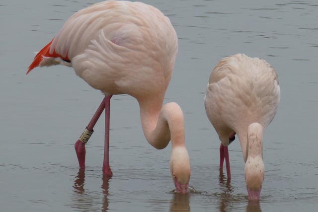 Two flamingo friends at WWT Slimbridge Wetland Centre, in Gloucestershire.