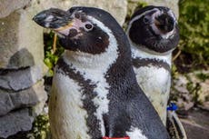 One of the UK’s ‘oldest penguins’ set to celebrate 30th birthday