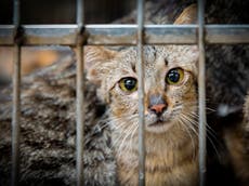 rusty spotted cat for sale uk