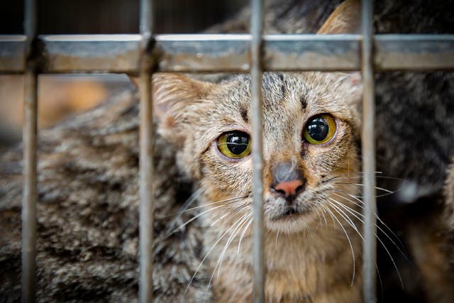A caged cat in Hanoi last May, about to be sold, killed and cooked