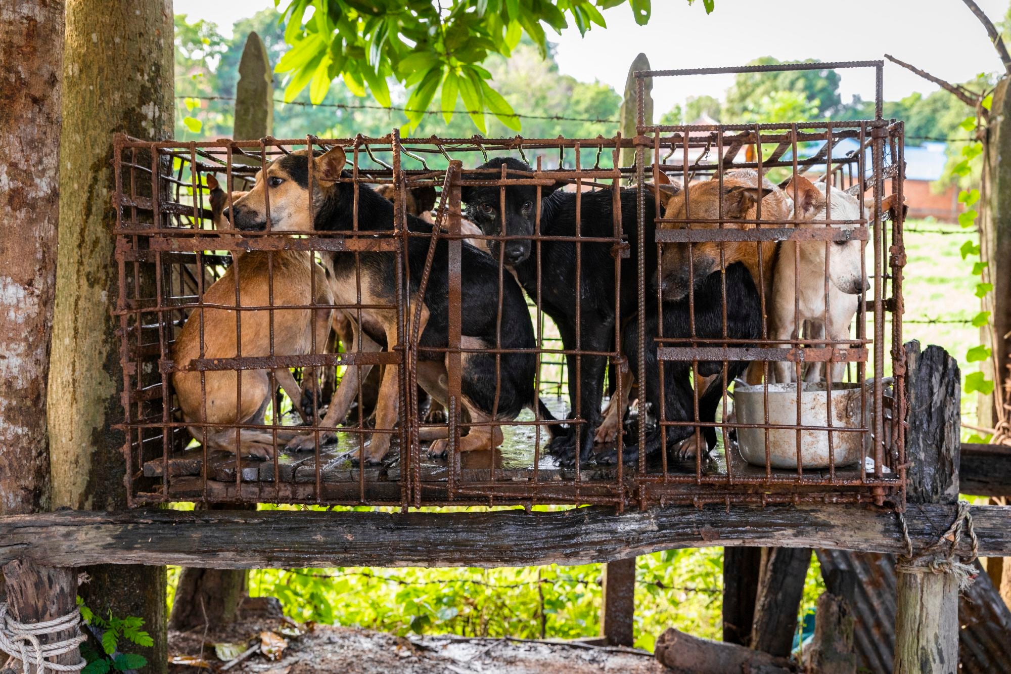 A cage of dogs at an outdoor slaughterhouse in Siem Reap, Cambodia