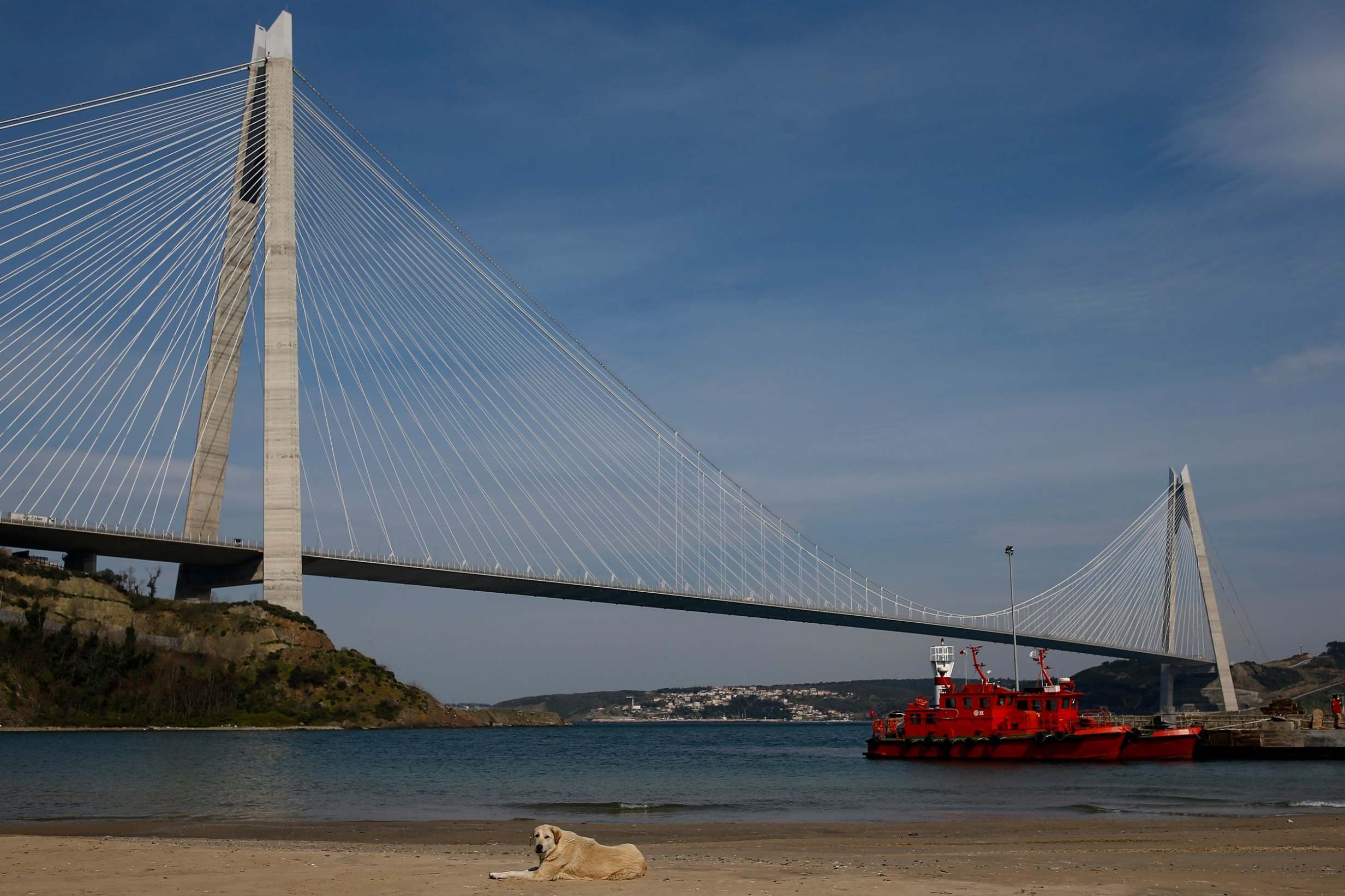 The Yavuz Sultan Selim Bridge over the Bosphorus Strait yesterday - even the stray animals appear to be waiting for the humans to return