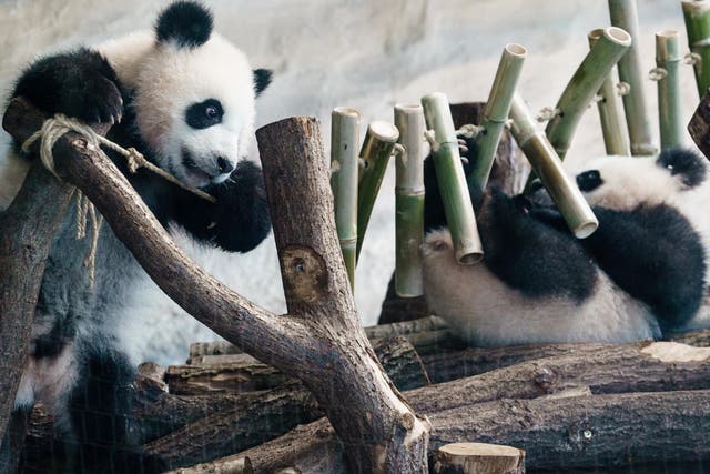 The twin panda cubs Meng Xian and Meng Yuan play in their enclosure at the zoo in Berlin, Germany, on 4 April, 2020.