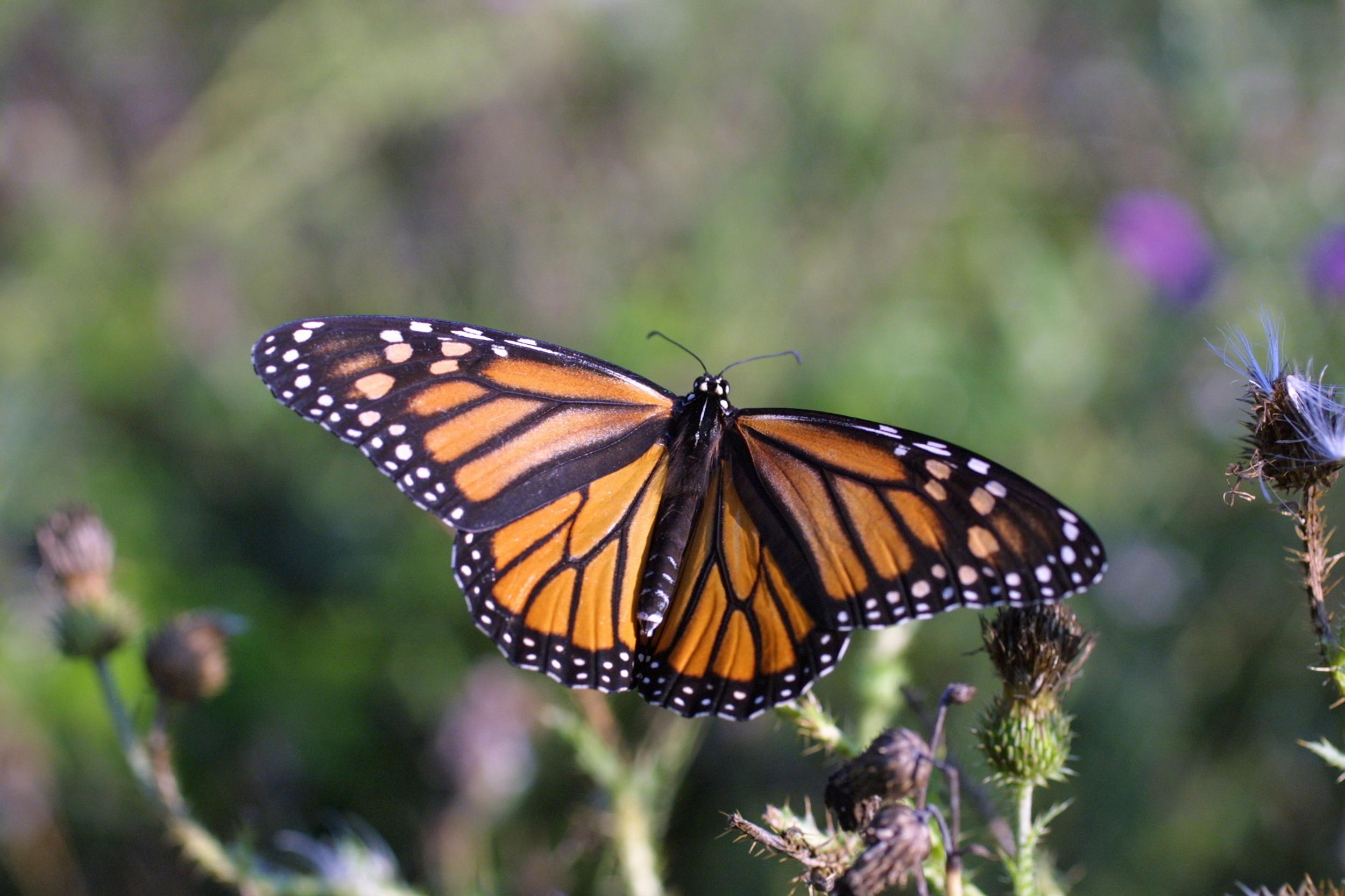 &#13;
Wild monarchs were fitter and more successful migrators &#13;