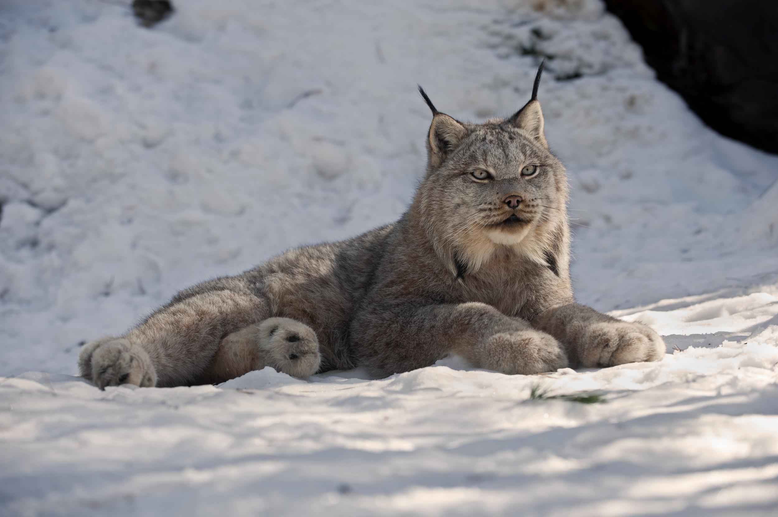 &#13;
Forest fires have endangered lynx further &#13;